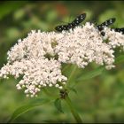 Familie Weissfleck - Widderchen