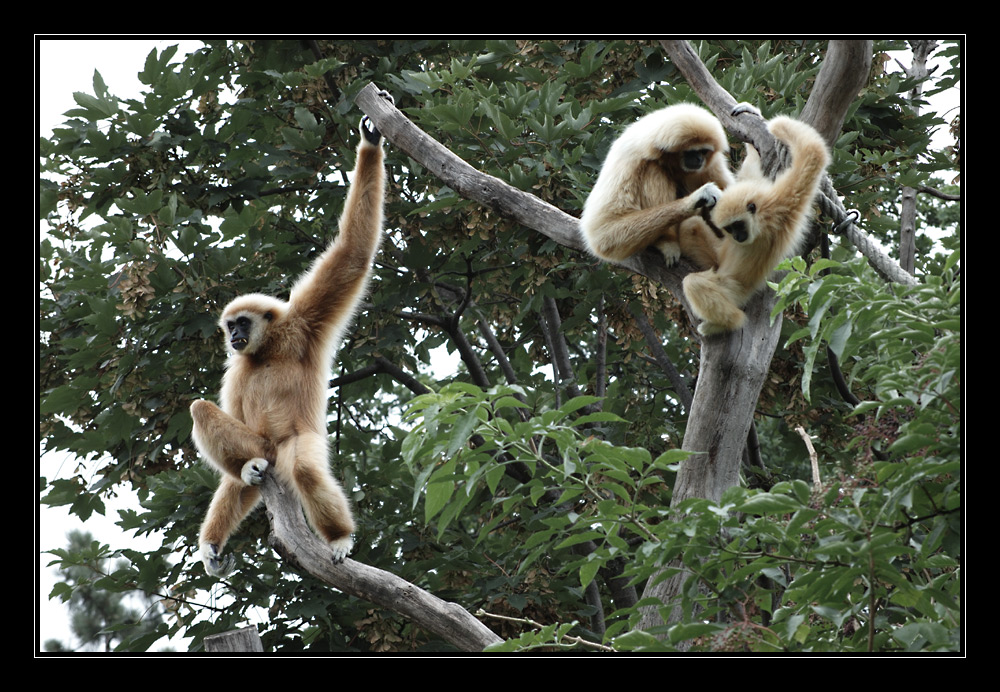 Familie Weißhandgibbon