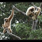 Familie Weißhandgibbon