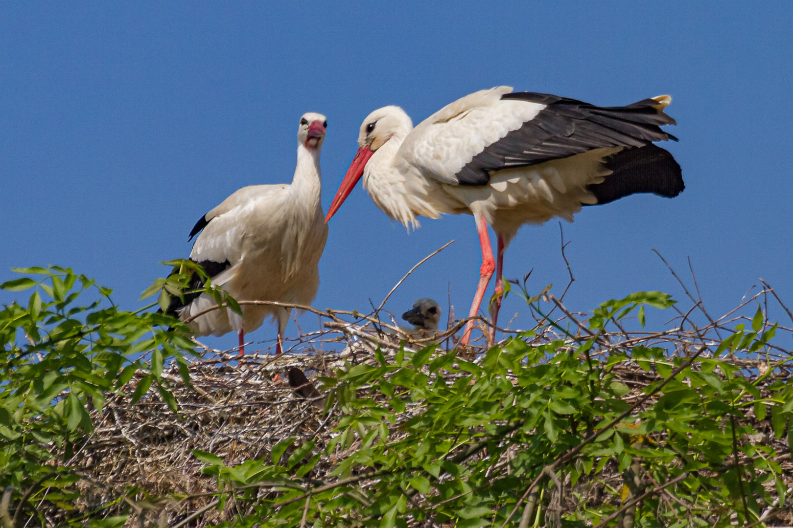 Familie Weißstorch