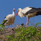 Familie Weißstorch