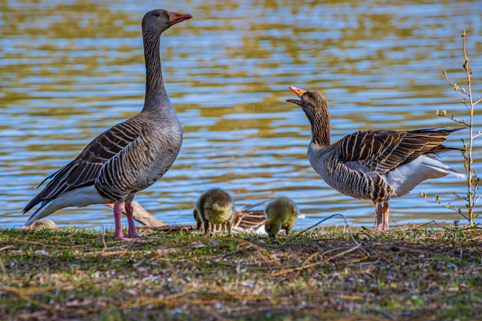 Familie Wildgans