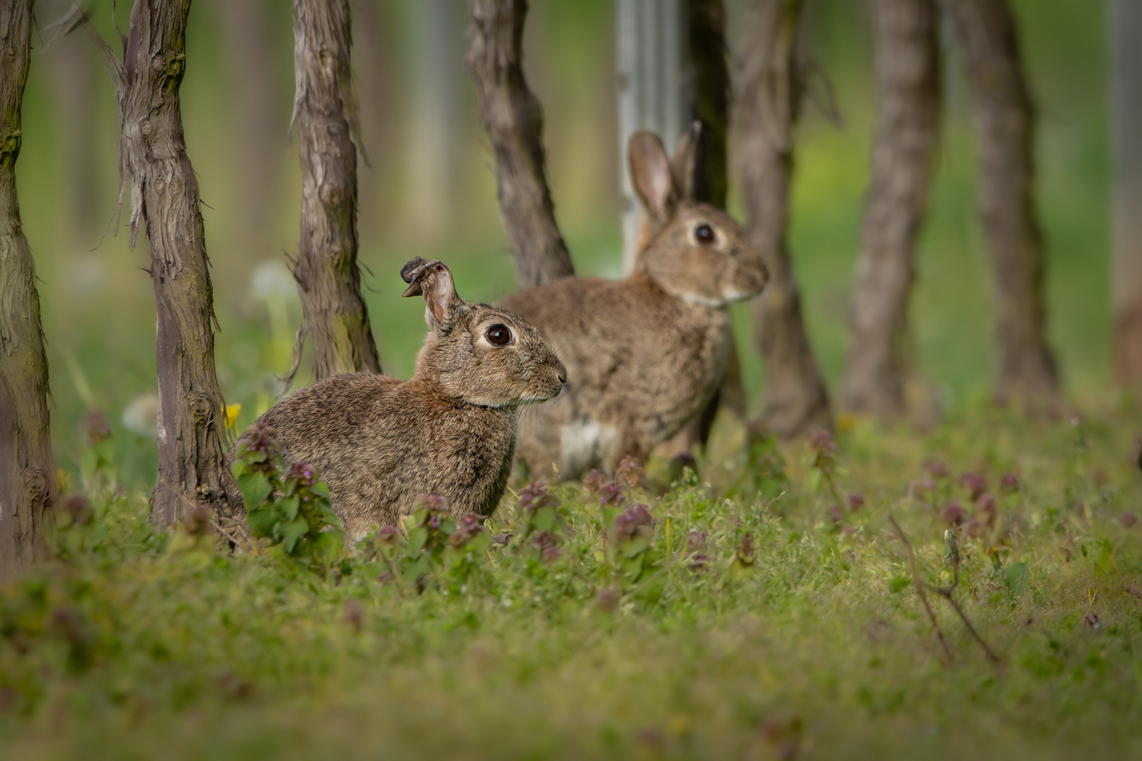 Familie Wildkaninchen