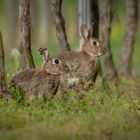 Familie Wildkaninchen