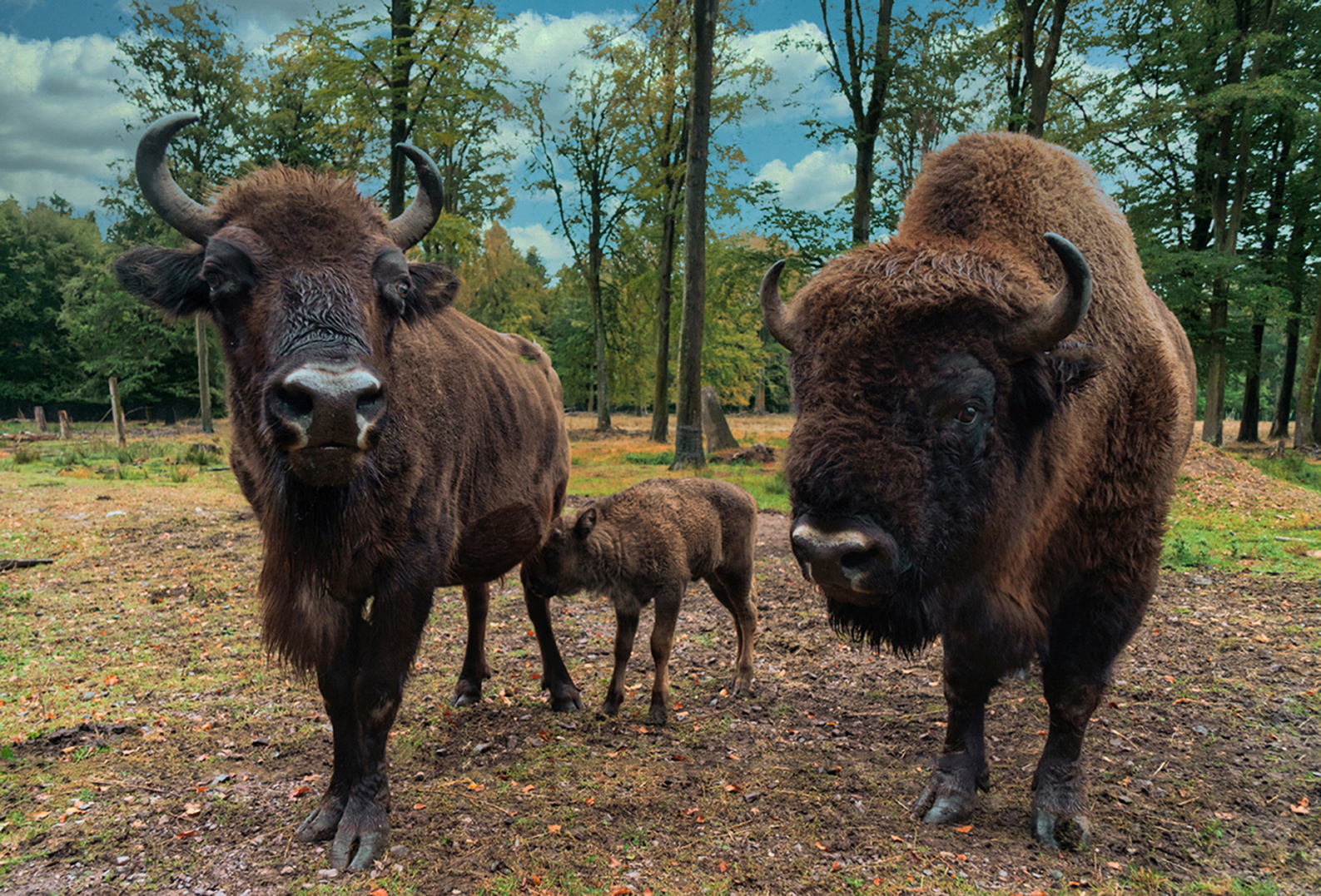Familie-Wisent