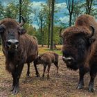 Familie-Wisent