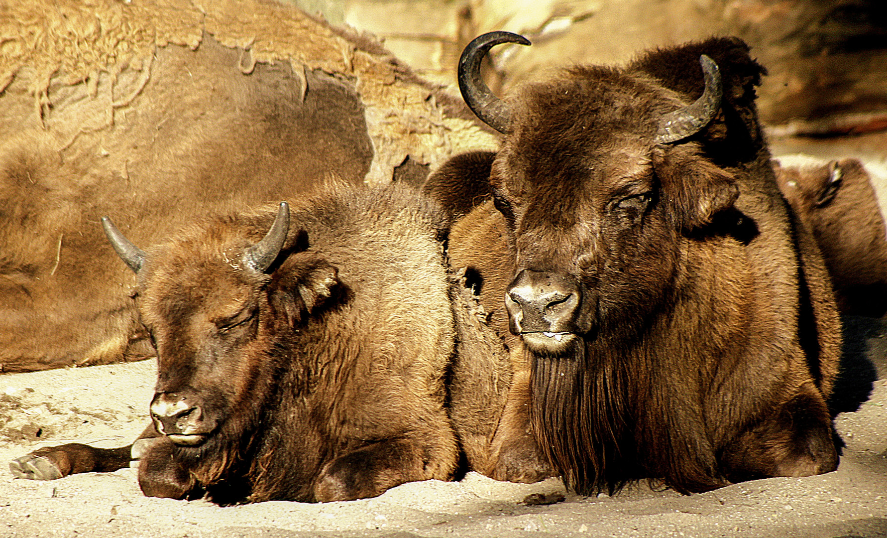 Familie Wisent in der Nachmittagssonne