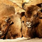 Familie Wisent in der Nachmittagssonne