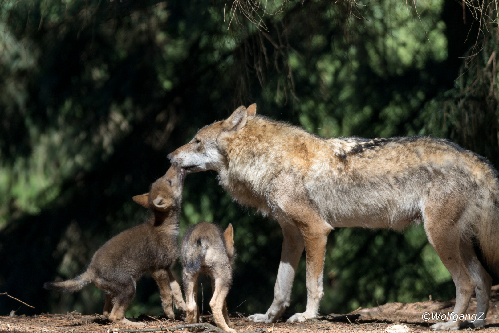 Familie Wolf