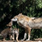 Familie Wolf