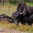 Familie Yak