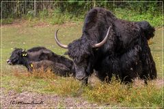 Familie Yak