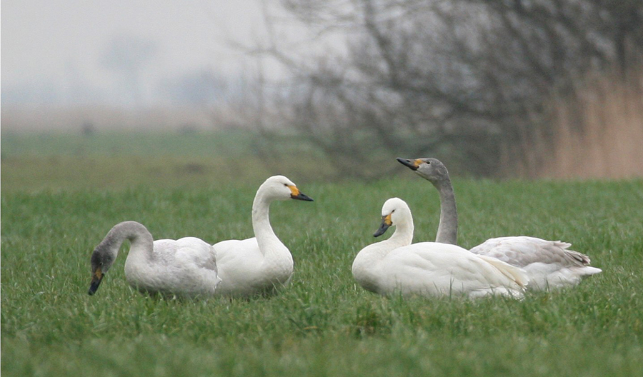 Familie Zwerg