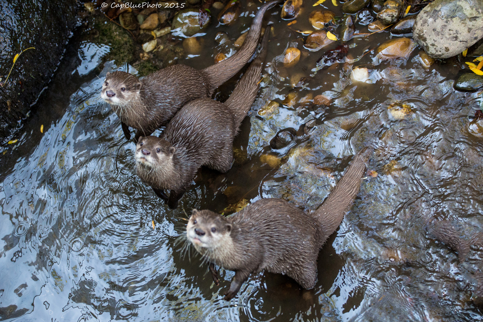 Familie Zwergotter (3 Musketiere)