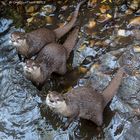 Familie Zwergotter (3 Musketiere)