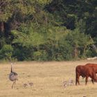 Familieausflug der Nandus