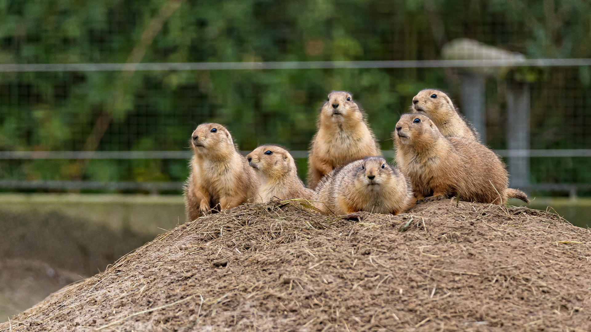 Familiegruppe