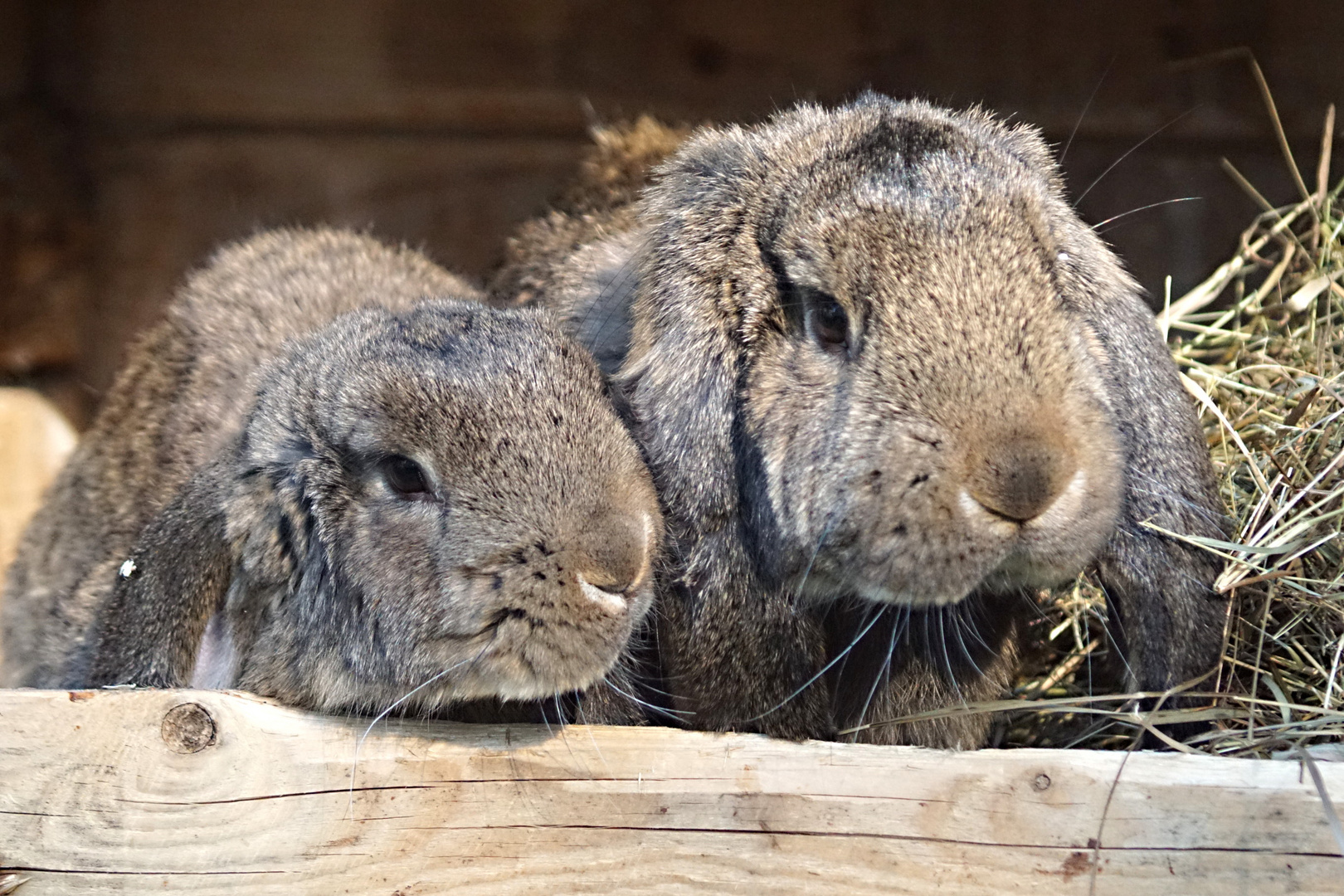 Familie_Mümmel