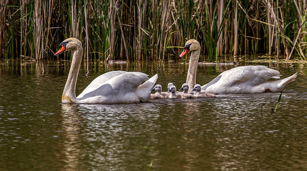 "Familien Ausflug" am Dechsendorfer Weiher