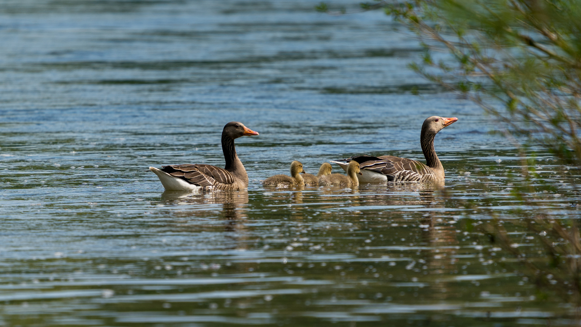 Familien Ausflug auf dem Rhein