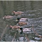 Familien Ausflug auf der Tauber 