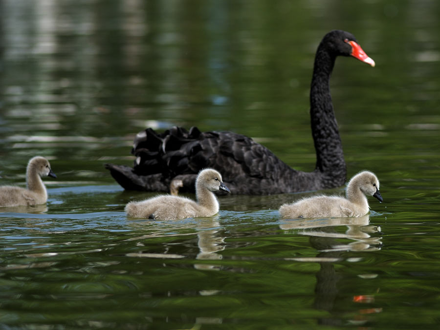 Familien Ausflug