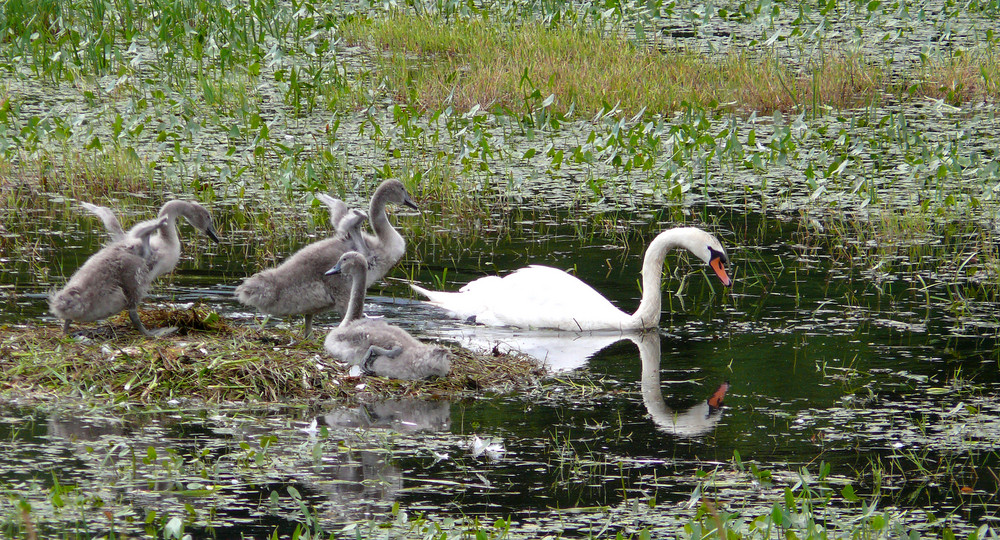 Familien Ausflug