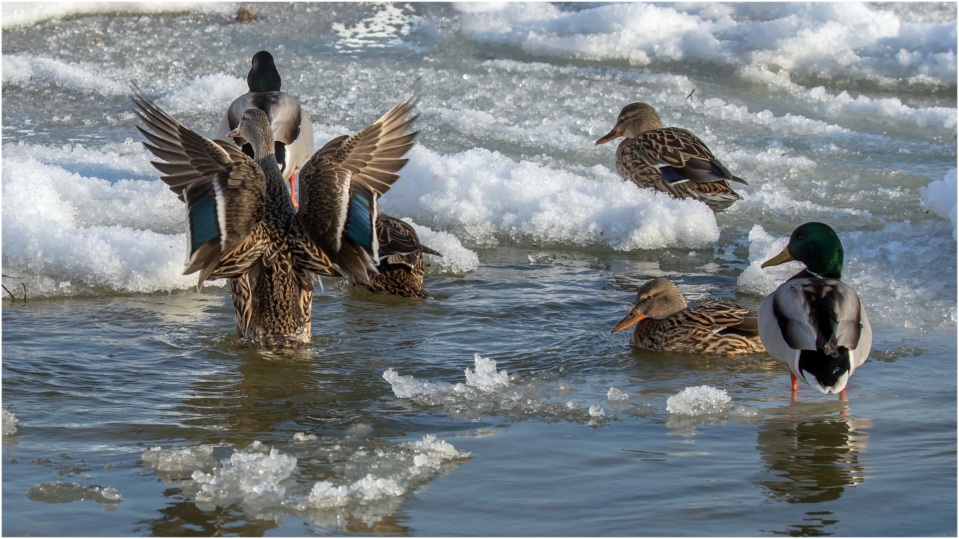 Familien-Badetag im Eiswasser