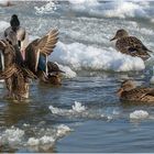 Familien-Badetag im Eiswasser