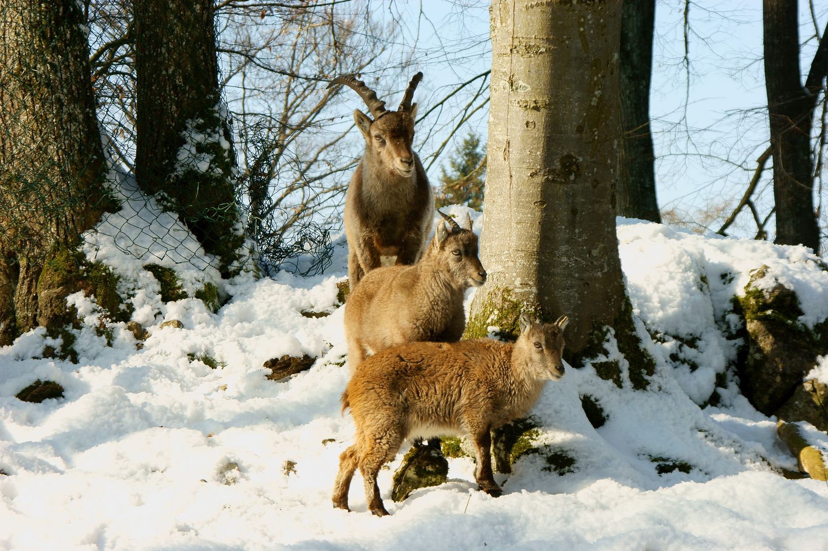 Familien Einblicke (Capra ibex)