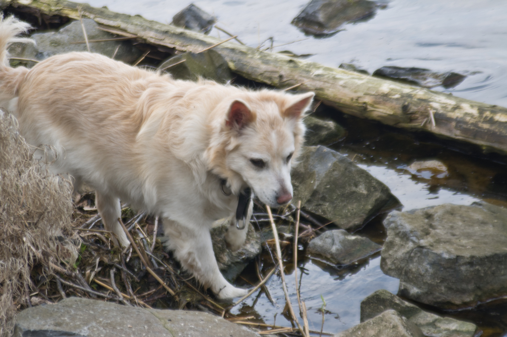 Familien Hund