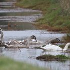 Familien-Idyll?