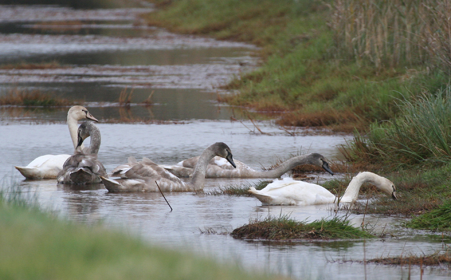 Familien-Idyll?