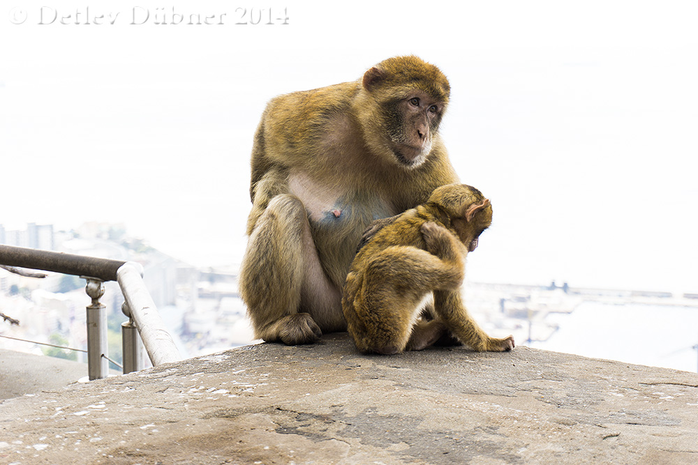 ...Familien-Idylle (2)...