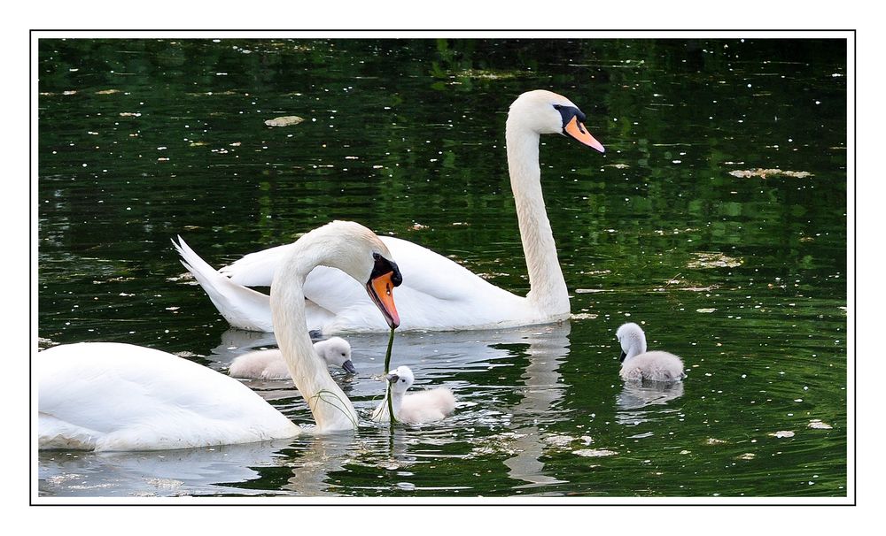 Familien-Idylle