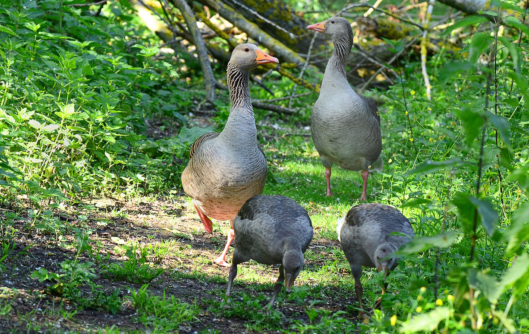 Familien-Idylle