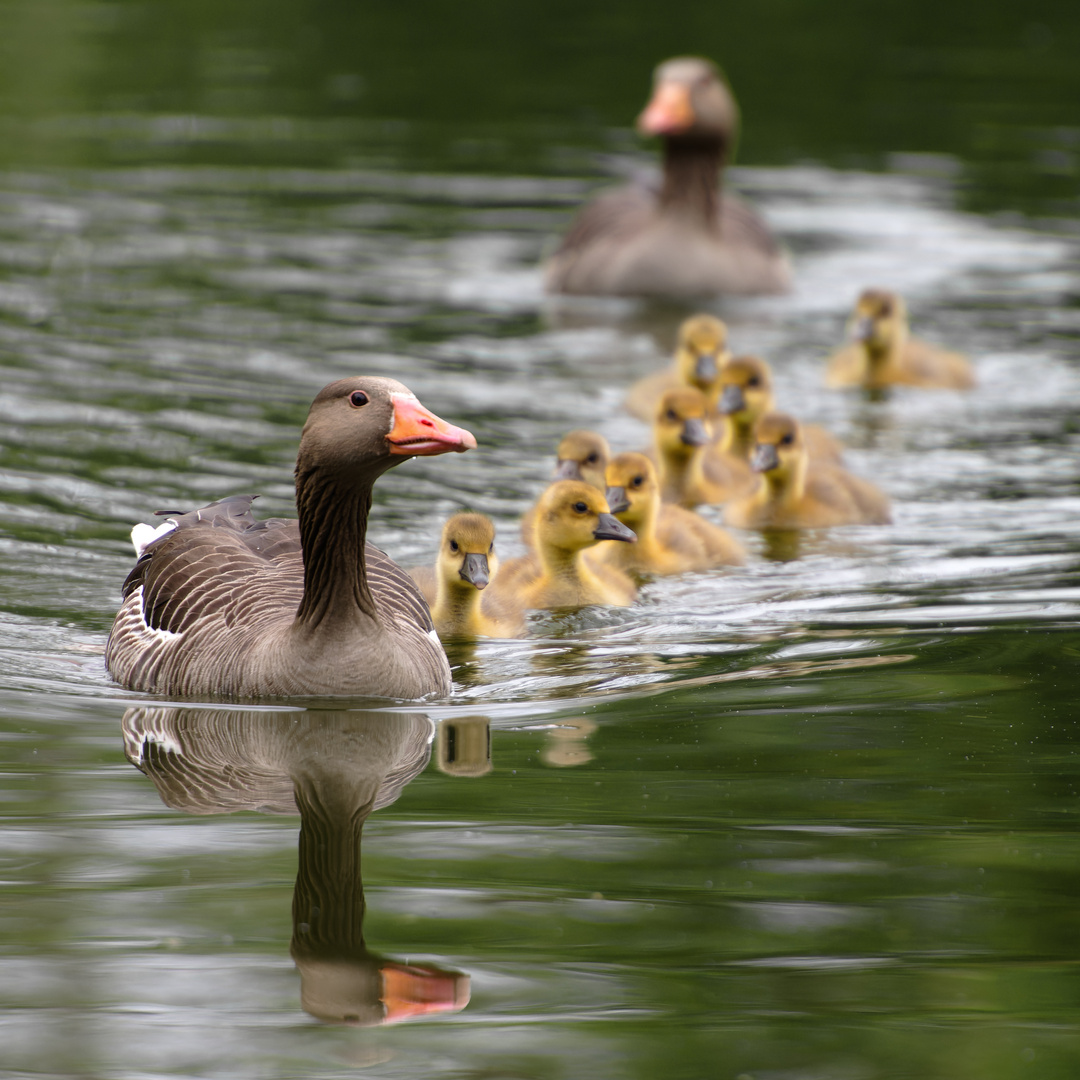 Familien-Idylle