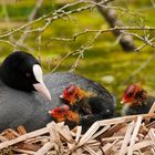 Familien-Idylle bei Bläßhuhns