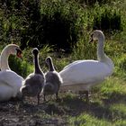 Familien-Idylle bei Schwan's...