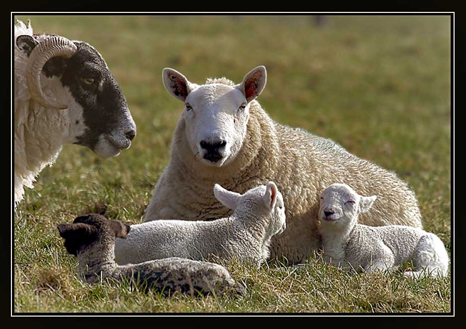 Familien- Idylle