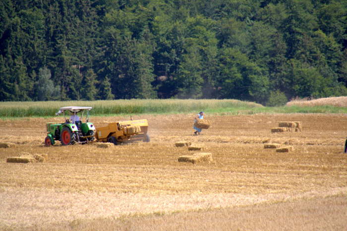 familien kleinbetrieb bei der ernte im hunsrück