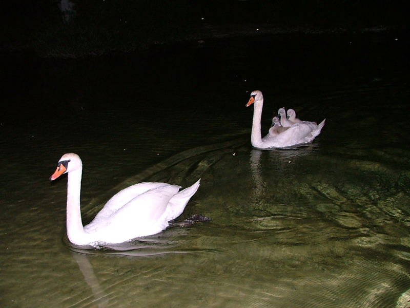 Familien-Nachtausflug