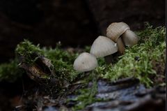 Familien-Pilz