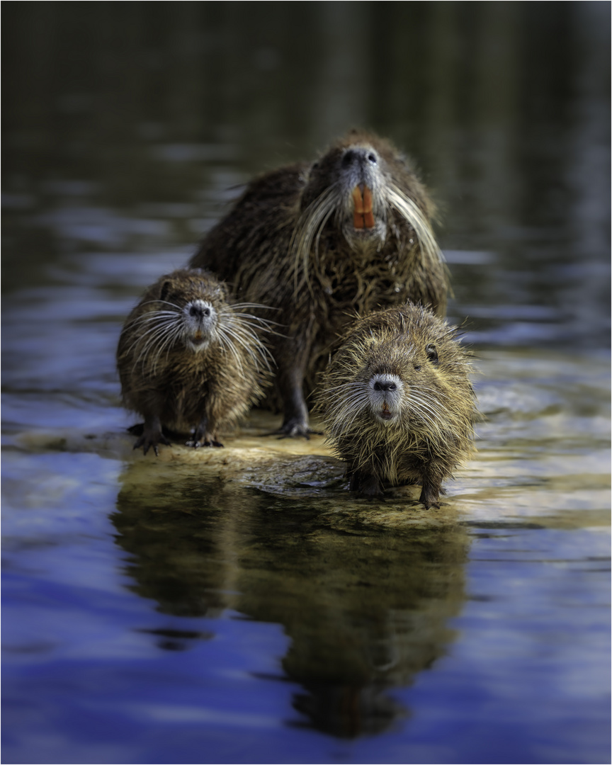 Familien Portrait