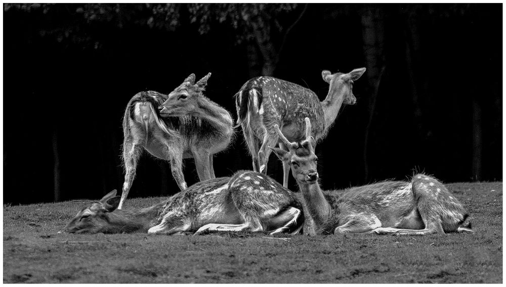 Familien-Siesta