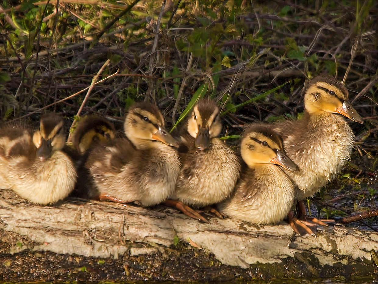 Familien-Sonnenbank ...