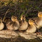 Familien-Sonnenbank ...