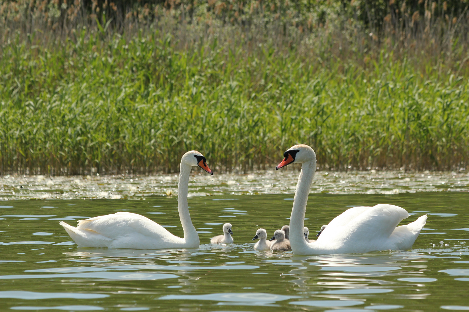 Familien Treff....