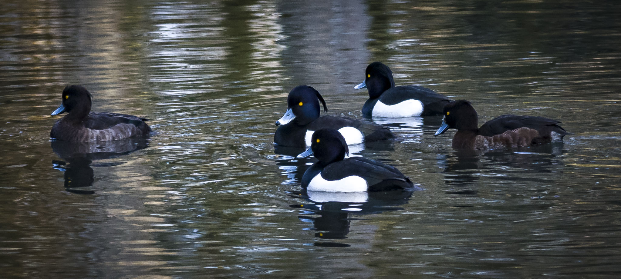 Familien Treffen ( Tauchenten )