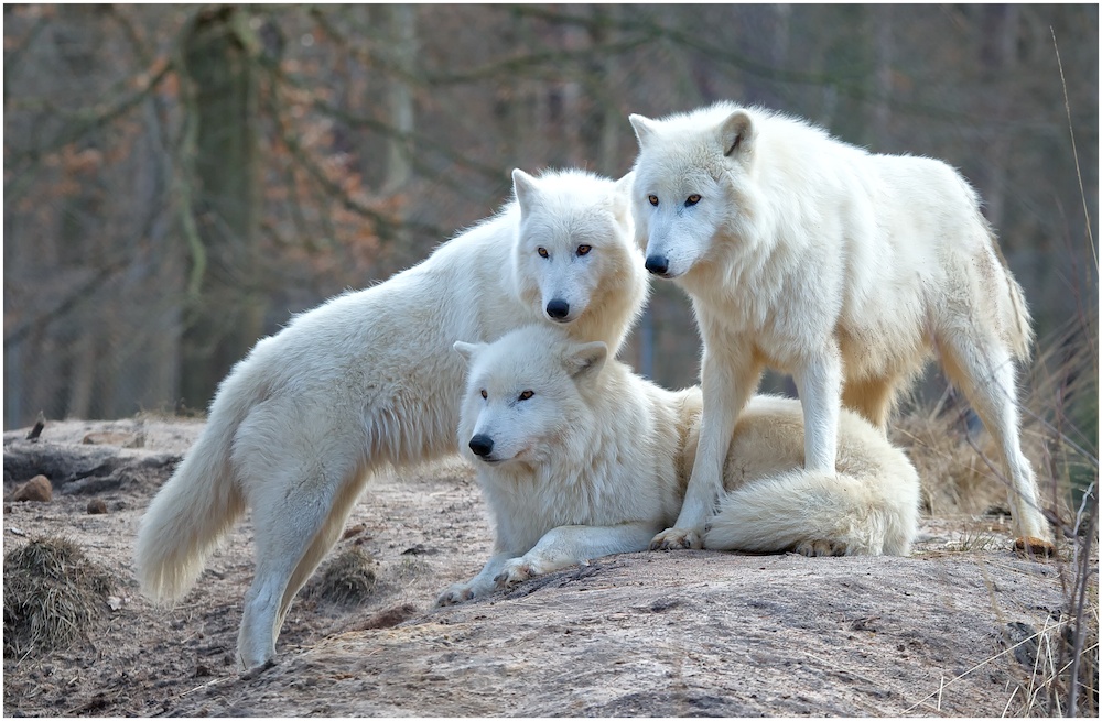 Familienalbum Polarwölfe Foto And Bild Tiere Zoo Wildpark